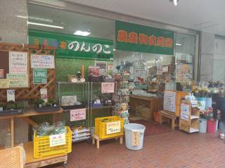 のんのこ